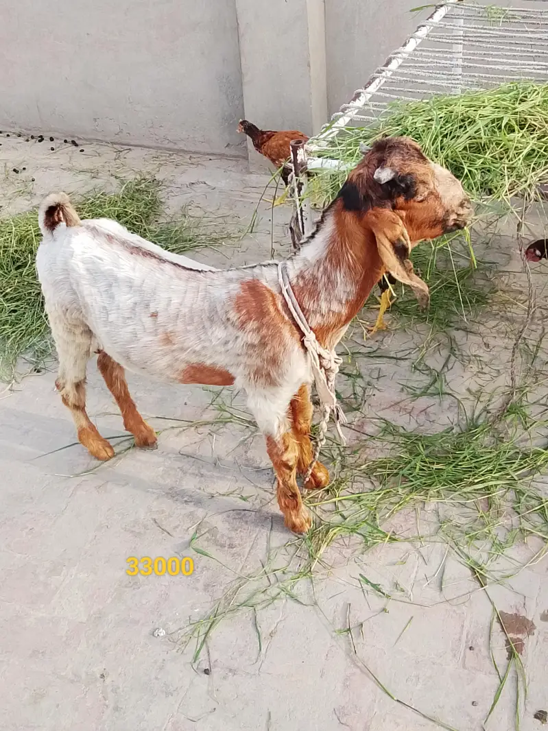 bachon wali maki cheni bakri or path — photo 3
