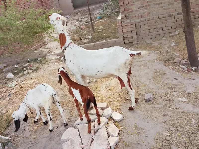 bachon wali maki cheni bakri or path — photo 4