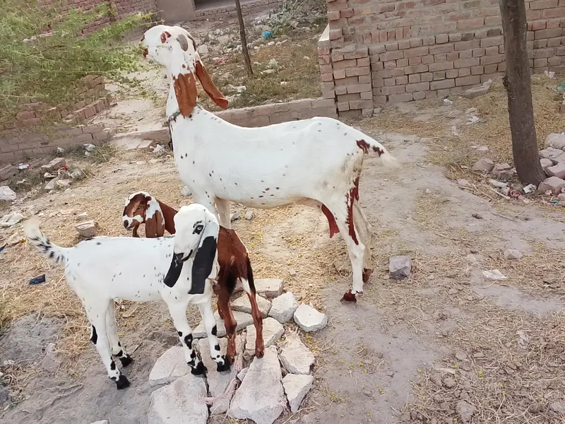 bachon wali maki cheni bakri or path — photo 5