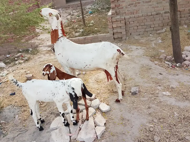 bachon wali maki cheni bakri or path — photo 6