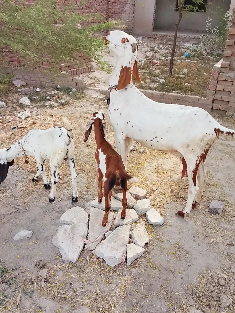 bachon wali maki cheni bakri or path — photo 7