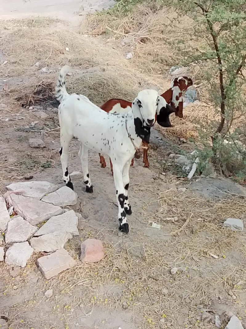 bachon wali maki cheni bakri or path — photo 8