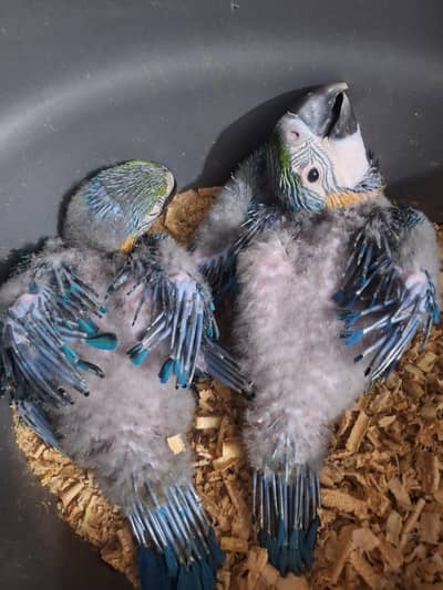 Bleu gold macaw chicks African grey chicks available