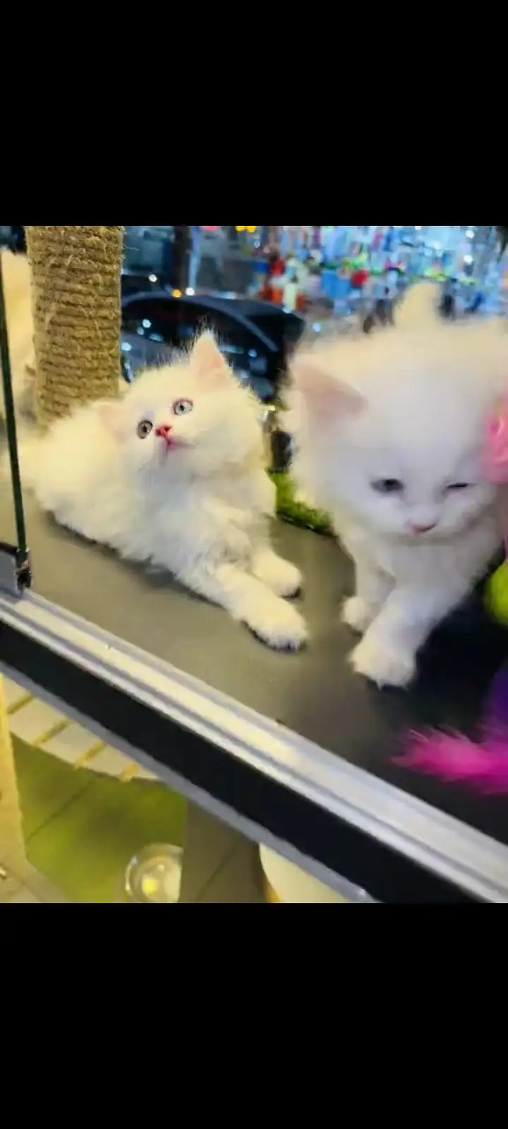 persian cat for sale — photo 2