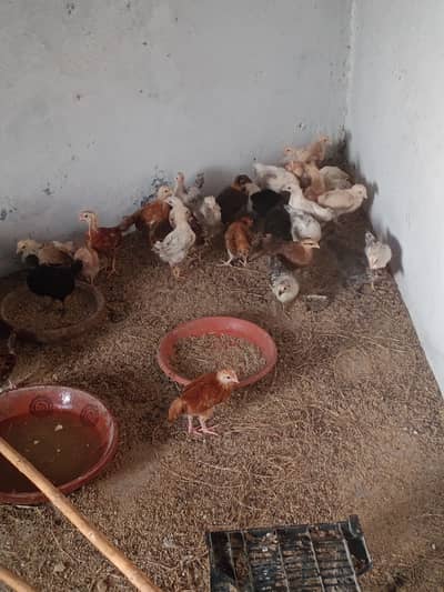 Golden Misri Choza for sale urgent