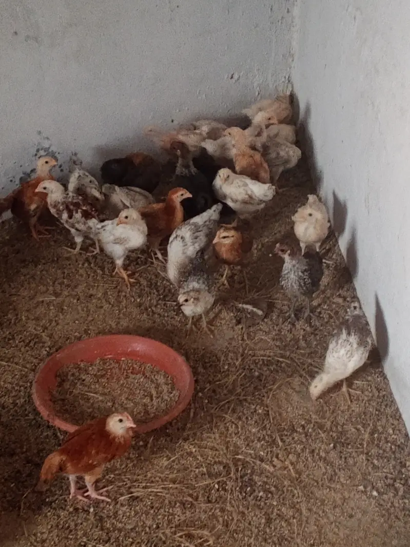 Golden Misri Choza for sale urgent — photo 2