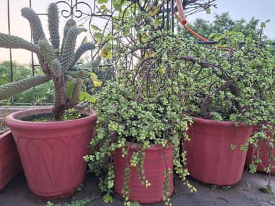 Pots with Plants