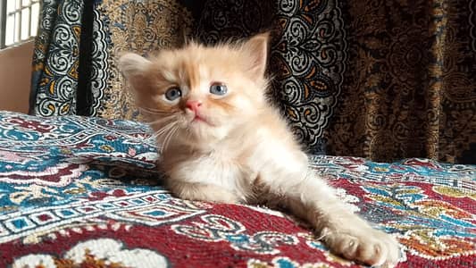 Kittens for sale