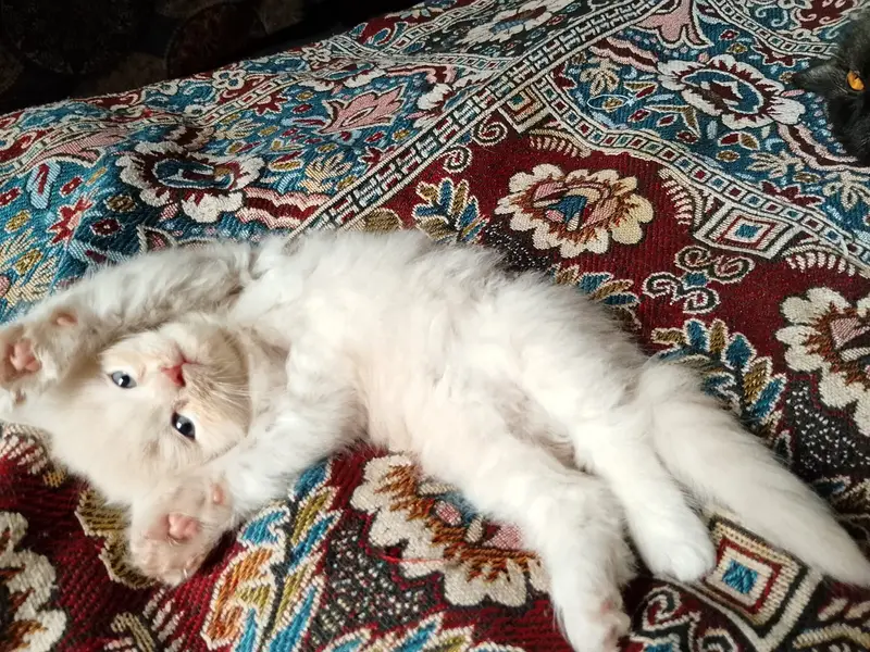 Kittens for sale — photo 2