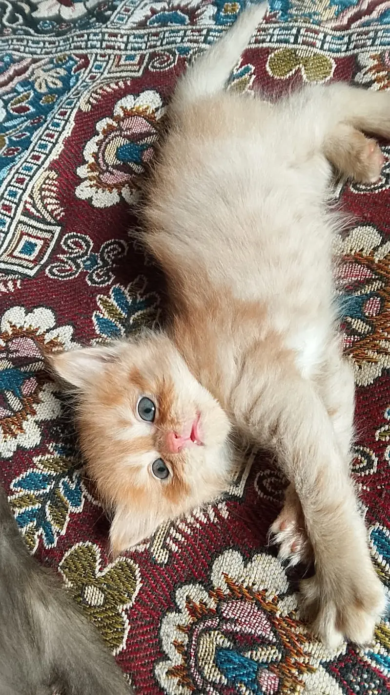 Kittens for sale — photo 3