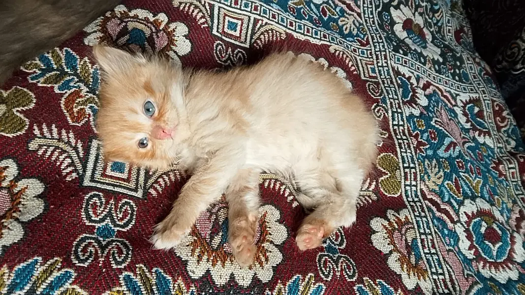 Kittens for sale — photo 4