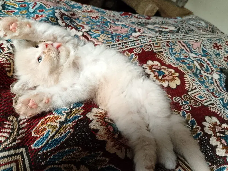 Kittens for sale — photo 5