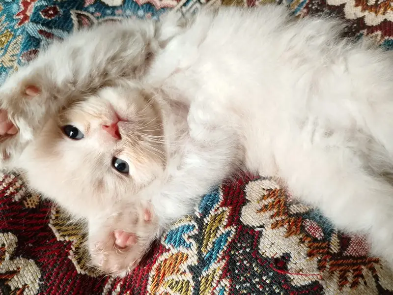 Kittens for sale — photo 6