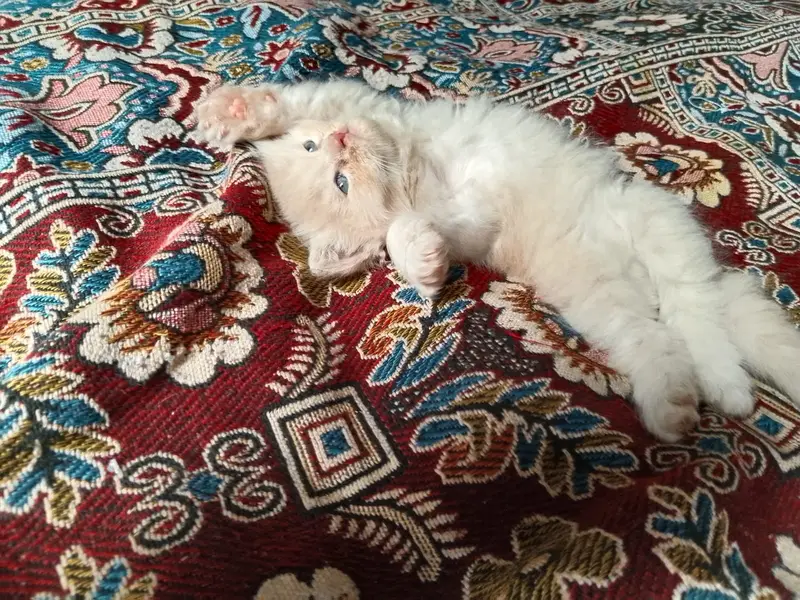 Kittens for sale — photo 7