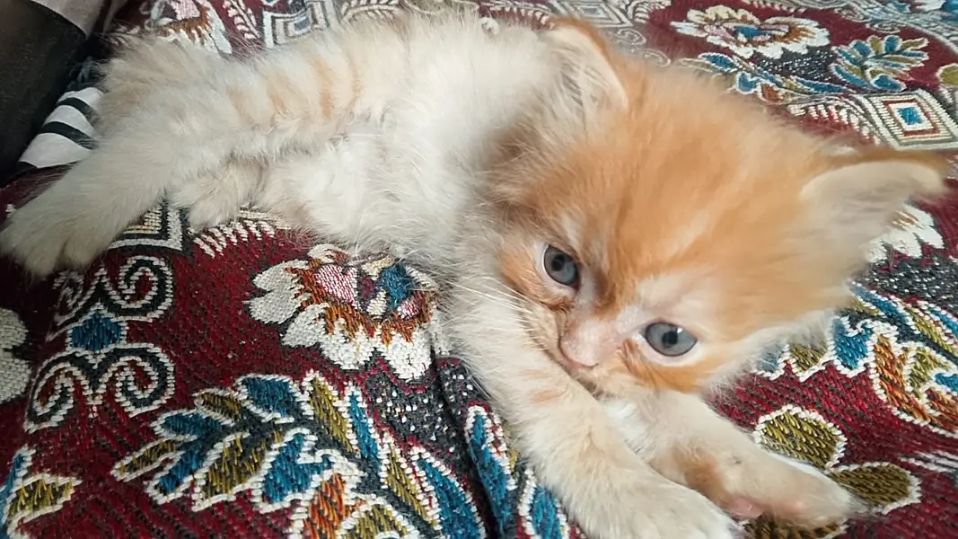 Kittens for sale — photo 8