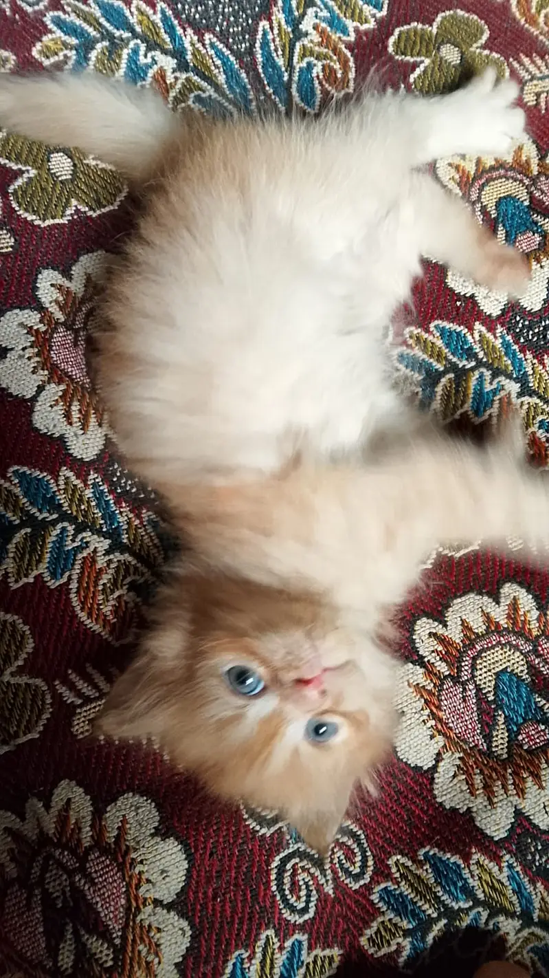 Kittens for sale — photo 9