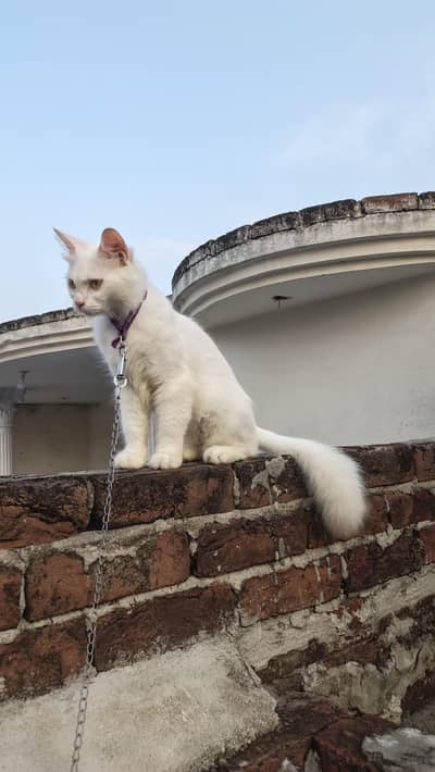 Beautiful White Female Cat "Dora" - 12 Months Old, Active & Trained