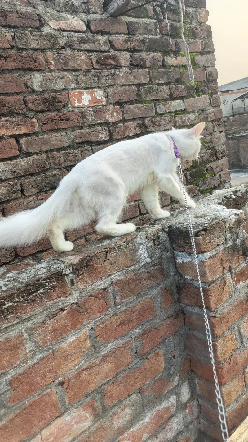 Beautiful White Female Cat "Dora" - 12 Months Old, Active & Trained — photo 2