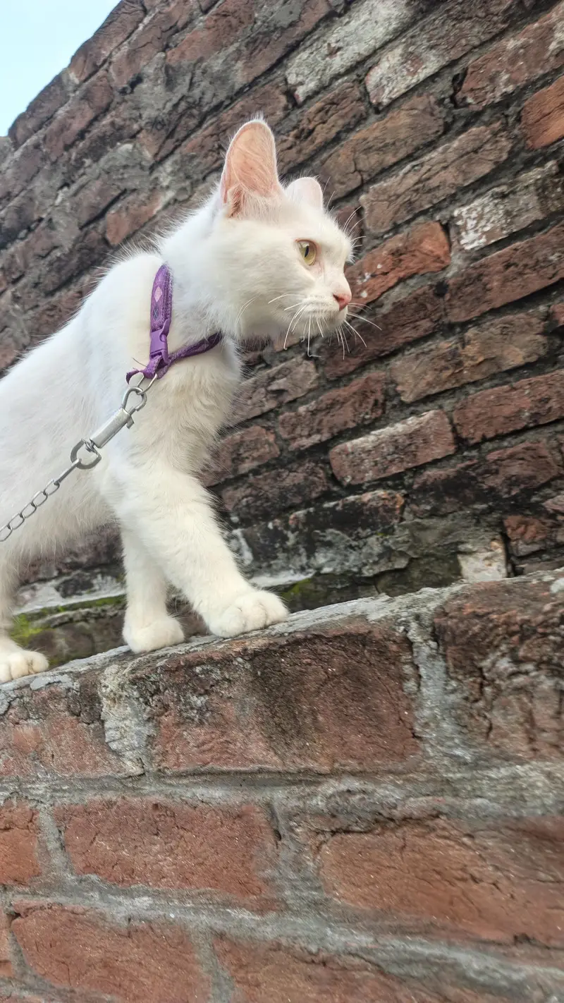 Beautiful White Female Cat "Dora" - 12 Months Old, Active & Trained — photo 3