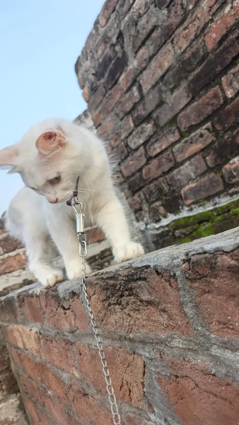 Beautiful White Female Cat "Dora" - 12 Months Old, Active & Trained — photo 4