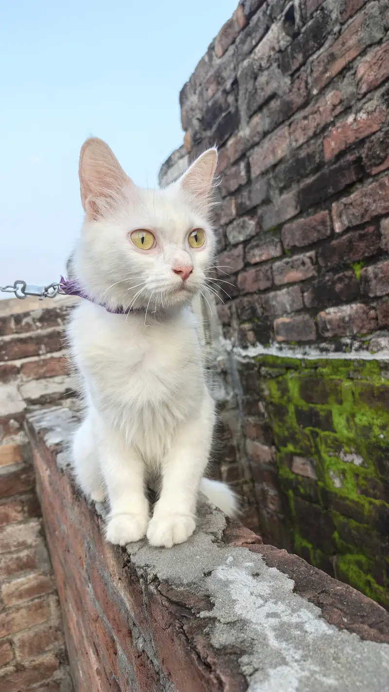 Beautiful White Female Cat "Dora" - 12 Months Old, Active & Trained — photo 5
