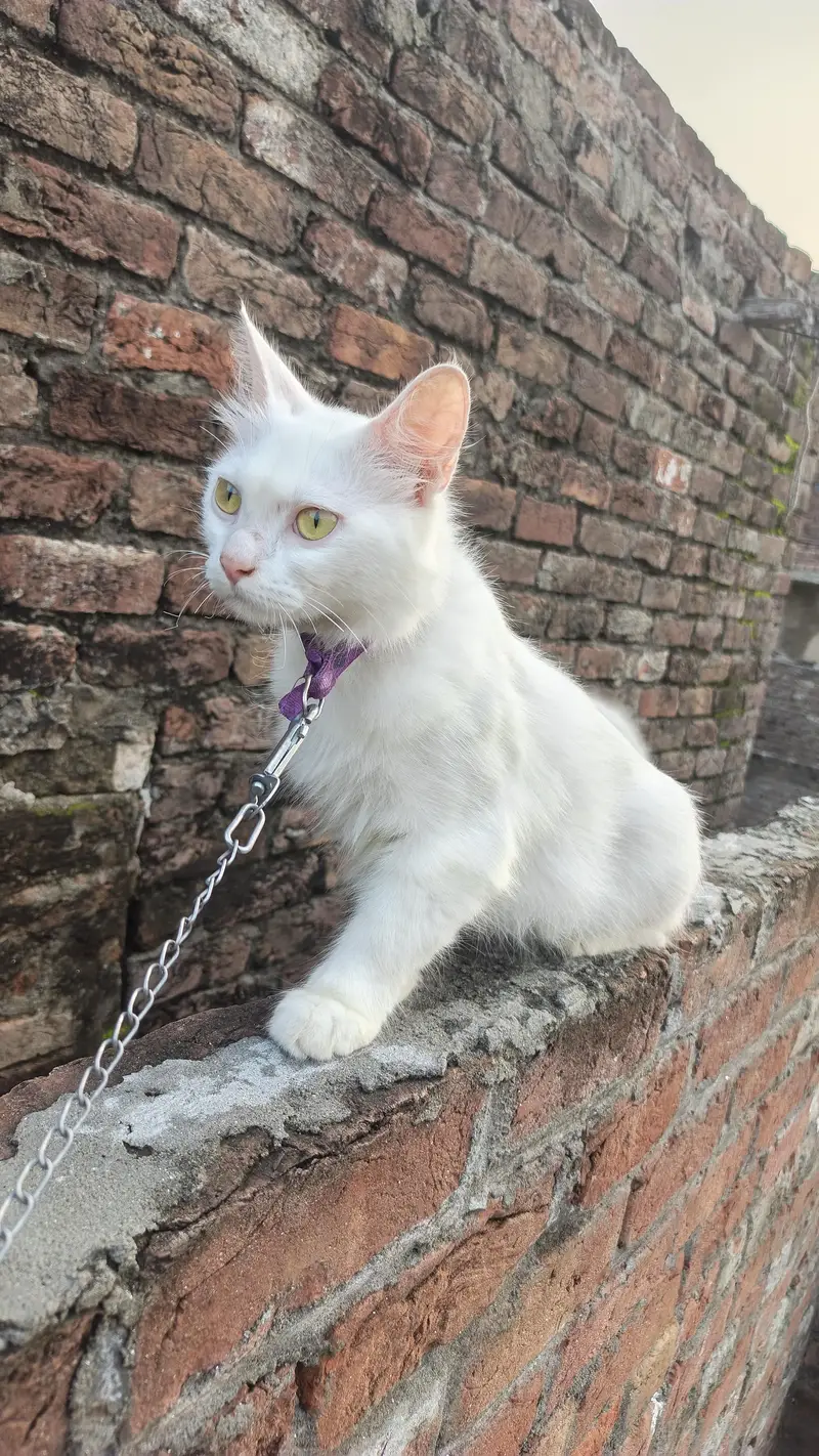 Beautiful White Female Cat "Dora" - 12 Months Old, Active & Trained — photo 6