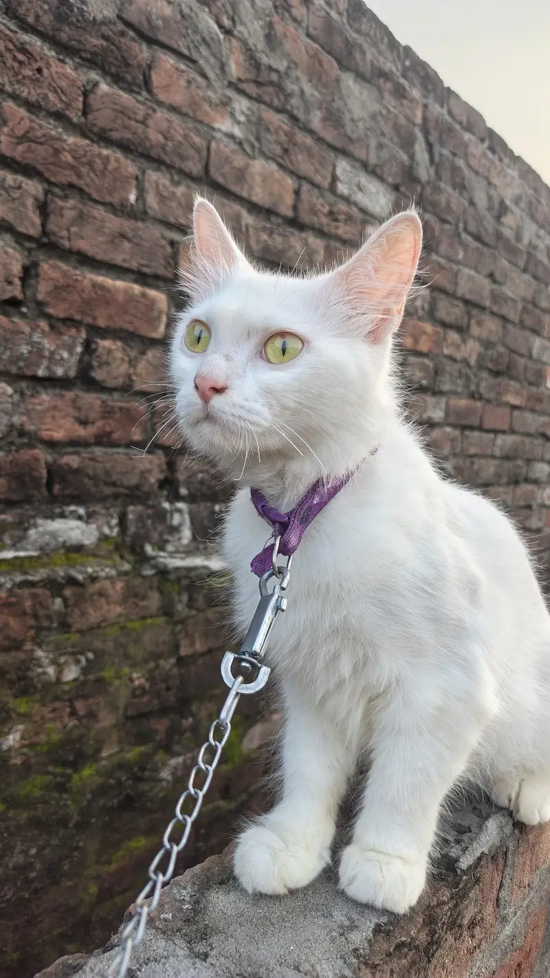 Beautiful White Female Cat "Dora" - 12 Months Old, Active & Trained — photo 7