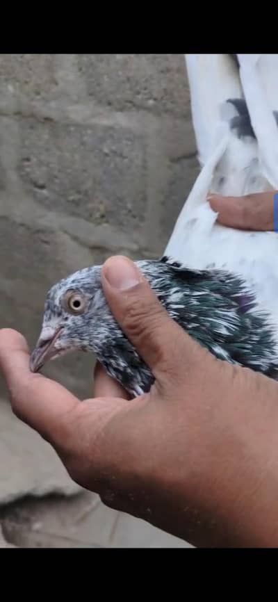 jhonsera male for sale.