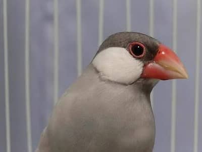 Silver Java Finch