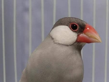 Silver Java Finch 0