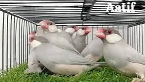 Silver Java Finch 1