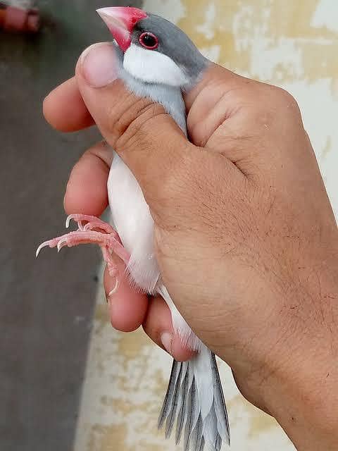 Silver Java Finch 2