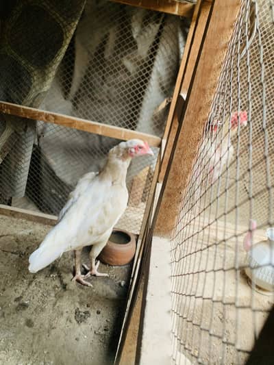 Egg for sale white heera and chicks sale all ok