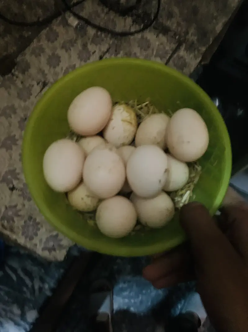 Egg for sale white heera  egg fertile hai 100% — photo 2