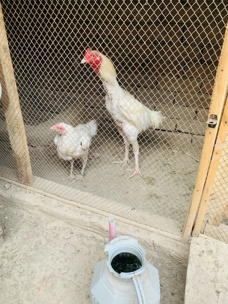 Egg for sale white heera  egg fertile hai 100% — photo 3