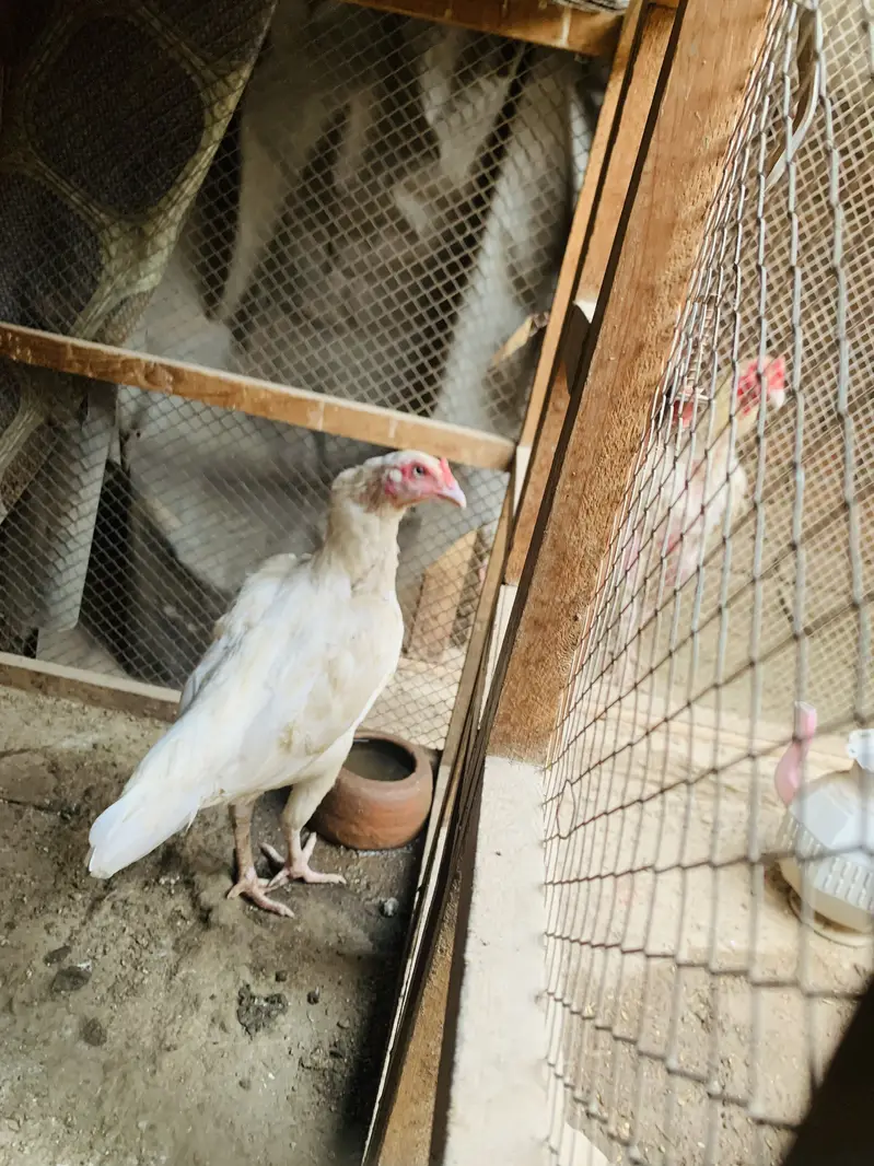 Egg for sale white heera  egg fertile hai 100% — photo 4