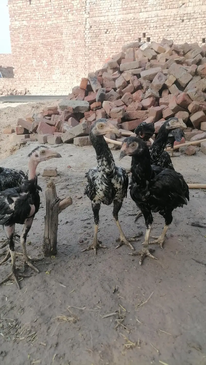 6 months ols asell chiks 2 male 4 females — photo 4
