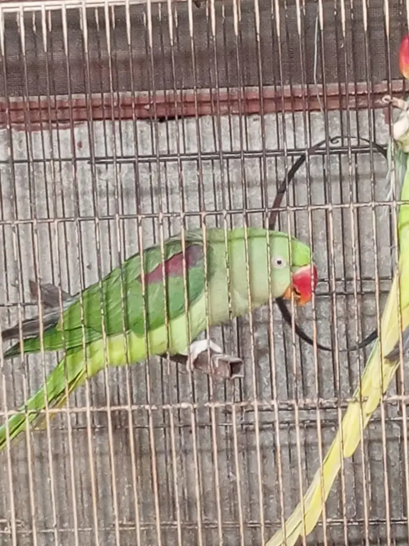 3 peice raw female — photo 2