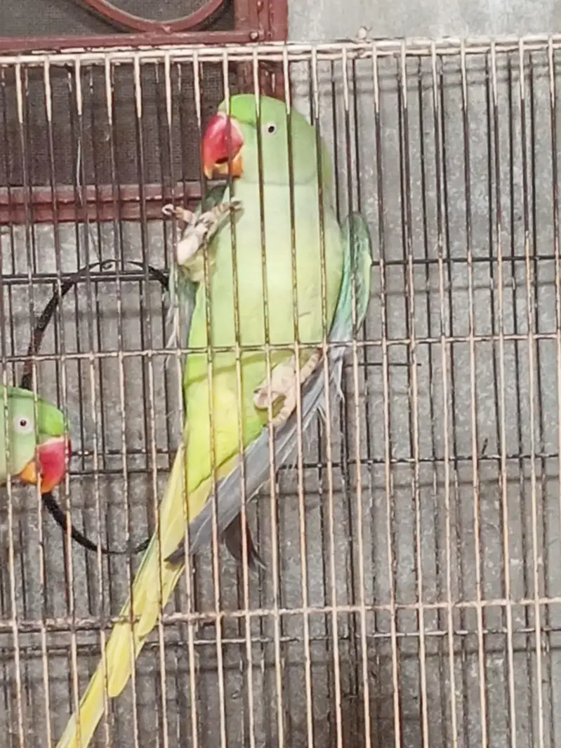 3 peice raw female — photo 3