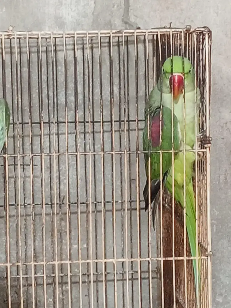 3 peice raw female — photo 5