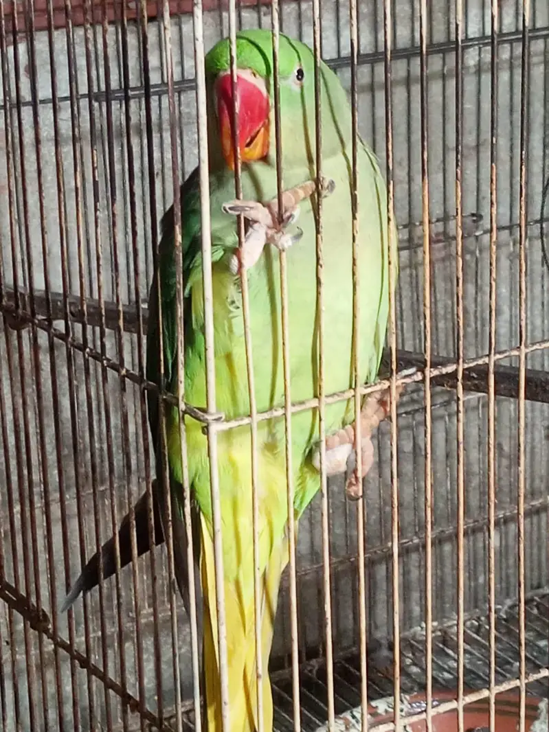 3 peice raw female — photo 7