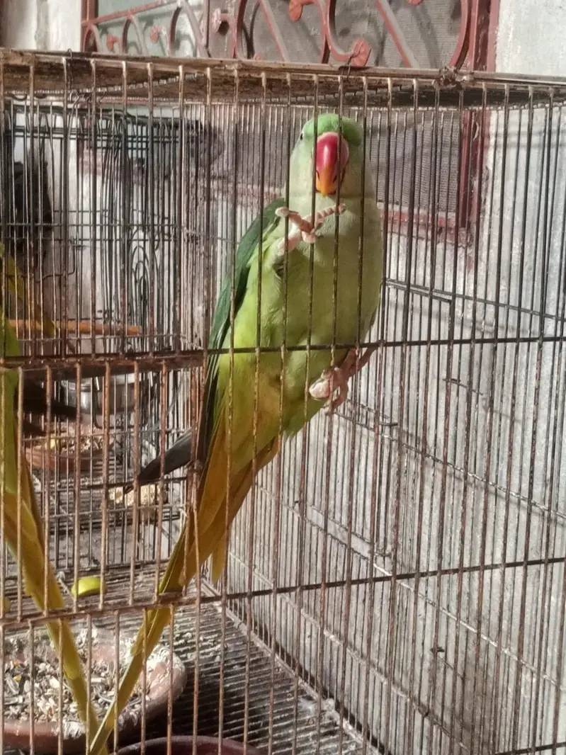 3 peice raw female — photo 9