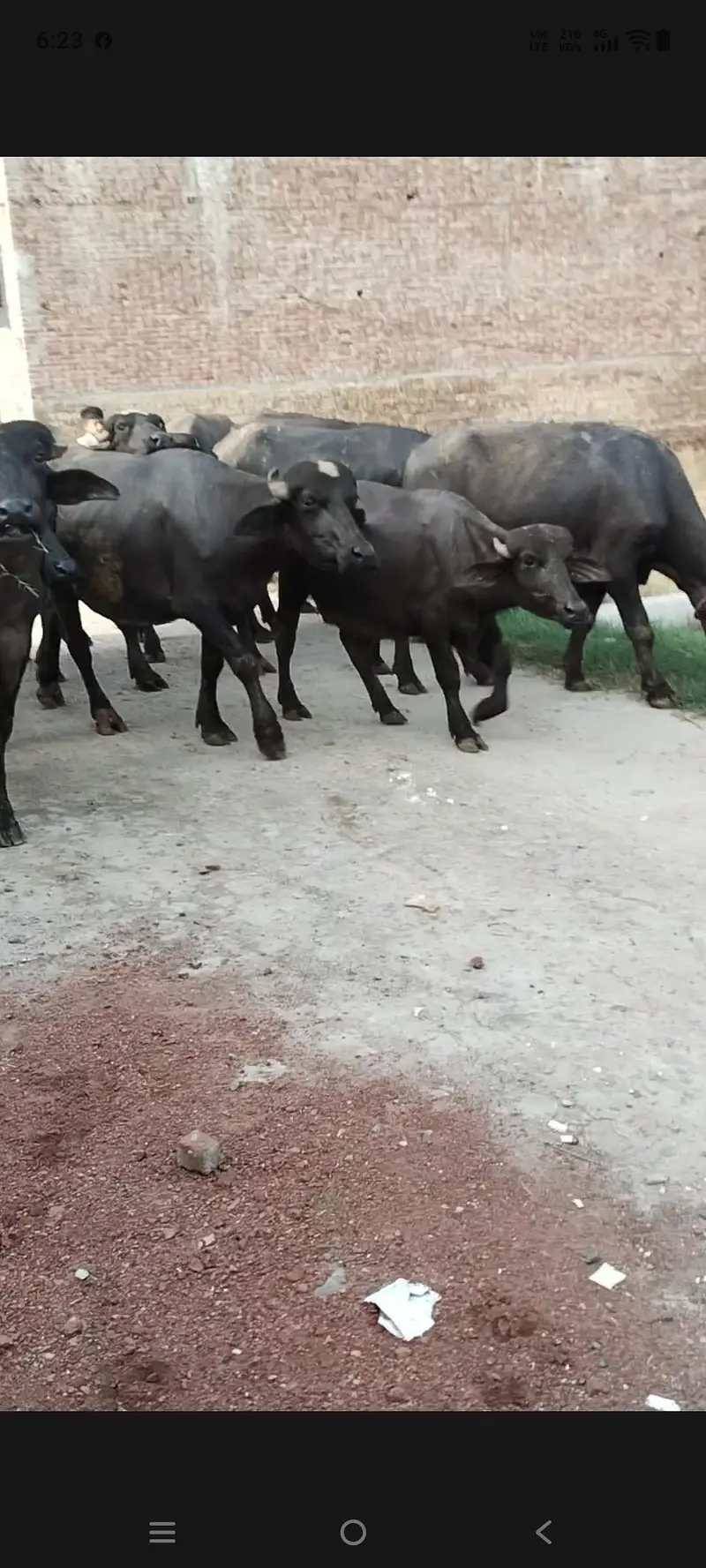22 animal