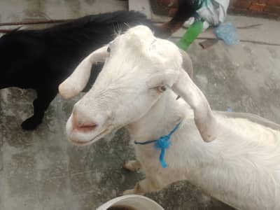 bakri bakra