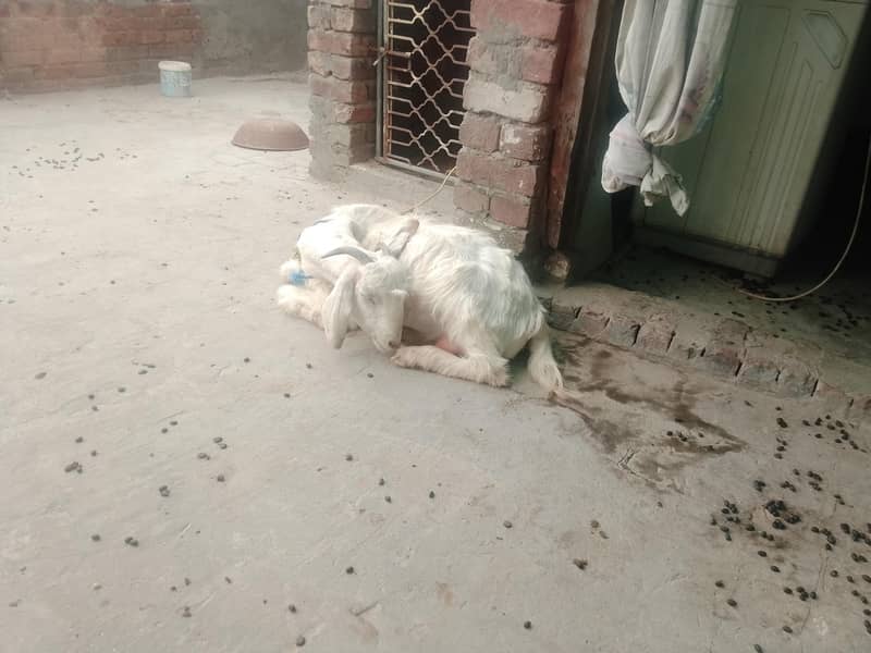bakri bakra 1