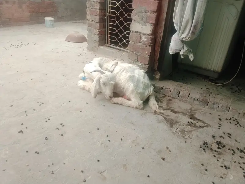 bakri bakra — photo 2