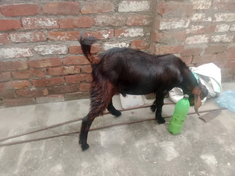 bakri bakra 2