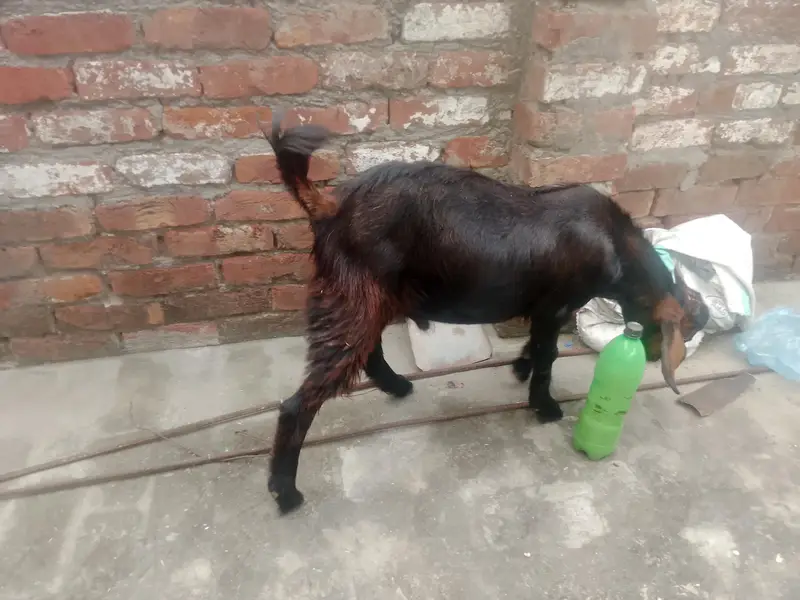 bakri bakra — photo 3