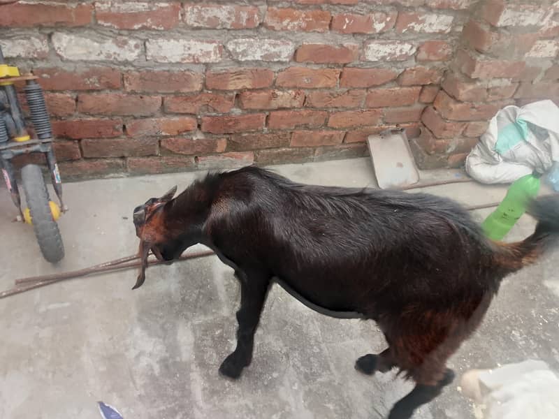 bakri bakra 3