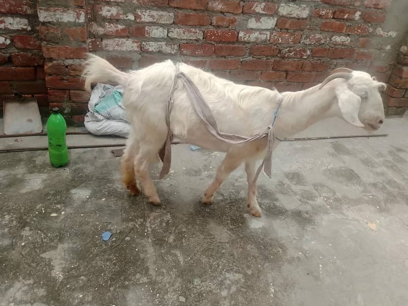 bakri bakra 4